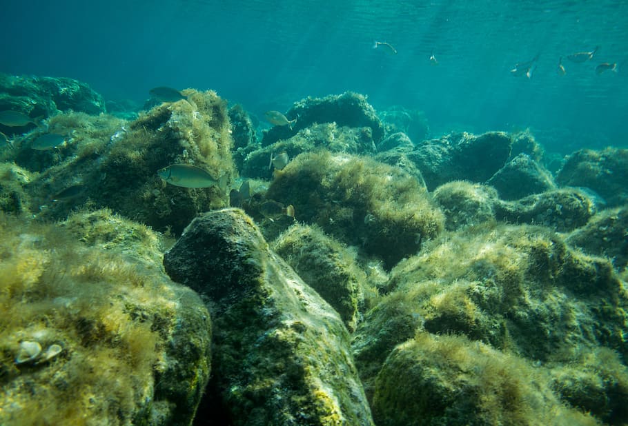 black sea corals, underwater, undersea, sea life, animals in the wild HD wallpaper