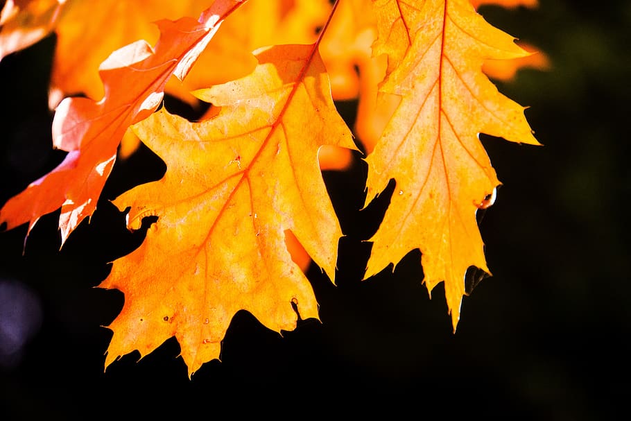 backlighting, autumn, nature, leaves, bright, sun, fall foliage HD wallpaper