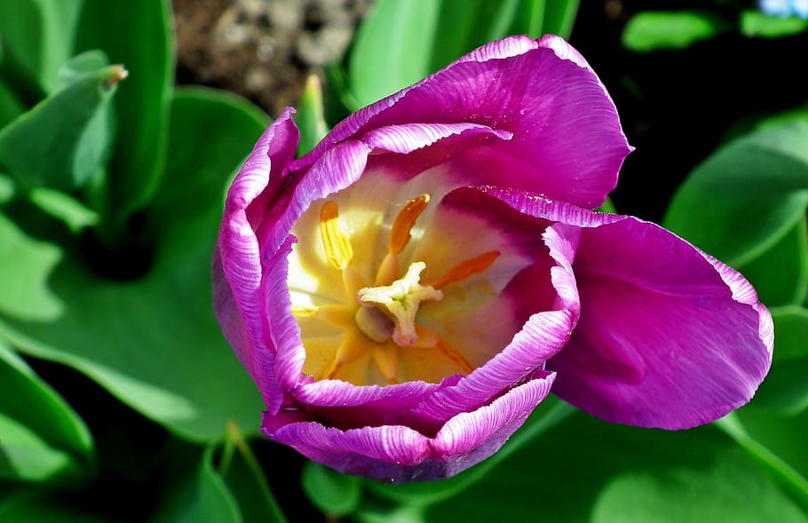 tulip, violet, flower, spring, garden, purple, nature, blooming HD wallpaper