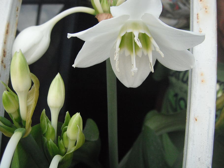 flowering plant, vulnerability, fragility, freshness, growth HD wallpaper