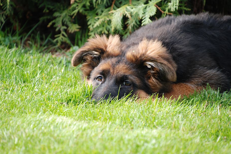 german shepherd puppy fear anxiety traits aggression