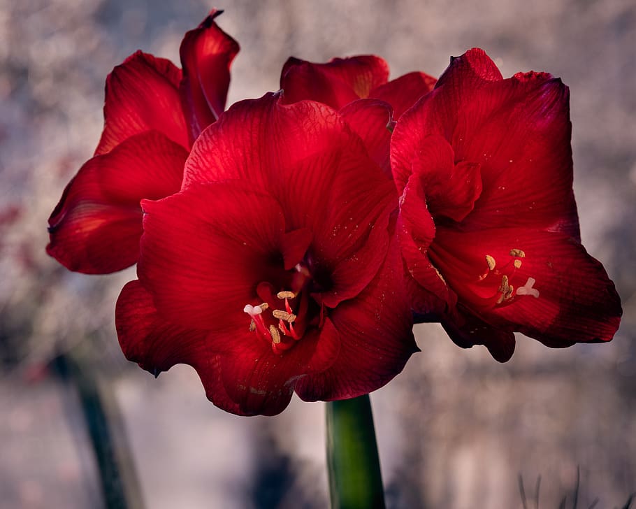 amaryllis, macro, flower, blossom, bloom, stamens, red, flowering plant HD wallpaper