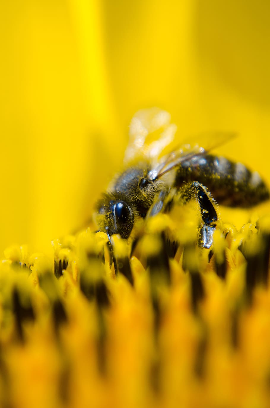 Gray and Black Bee on Yellow Flower, close-up, honeybee, insect HD wallpaper