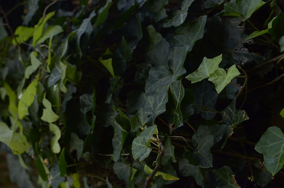 leaf, plant part, growth, green color, nature, no people, full frame HD wallpaper