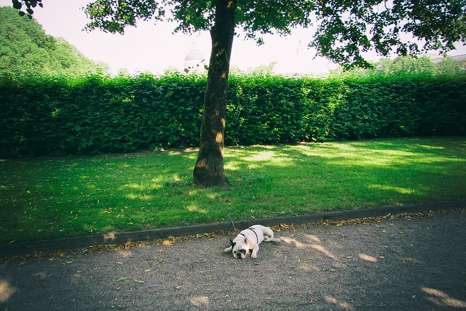 Dog in park, animal, bavaria, bayern, bushes, cities, city, culture