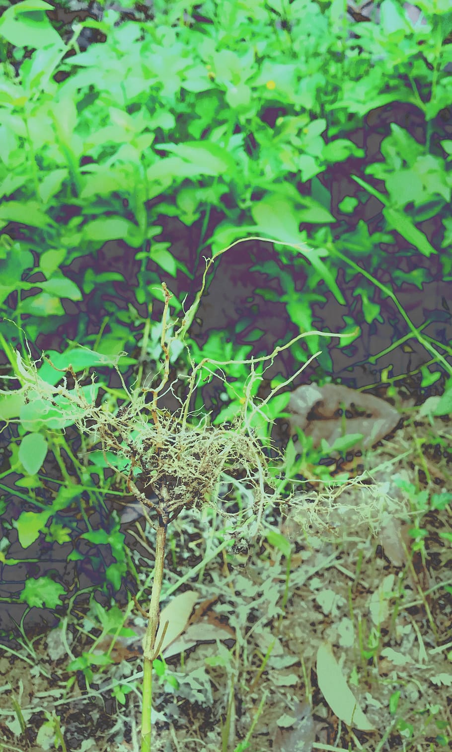 philippines, plant, growth, green color, land, nature, day HD wallpaper