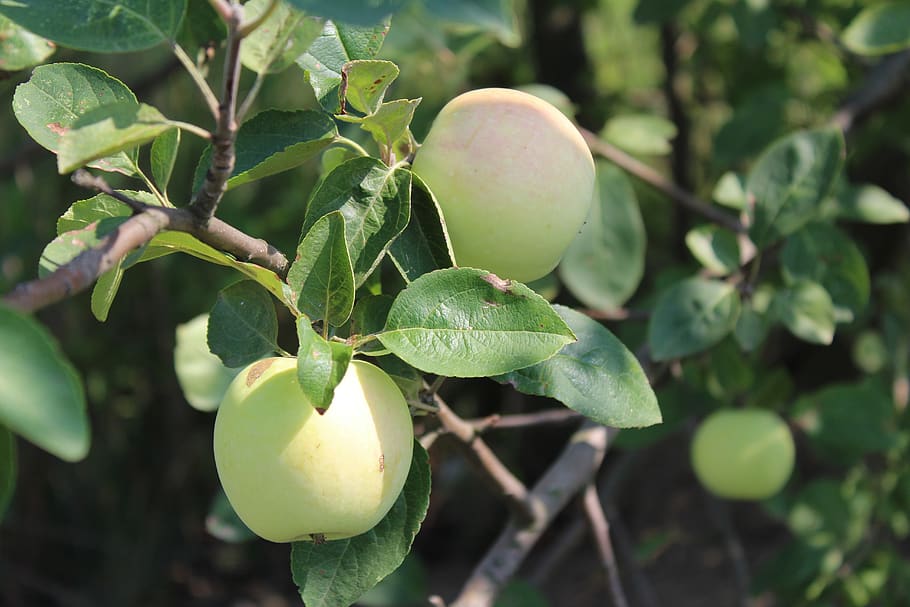 fruit, apple, nature, fresh, growth, plant, food and drink HD wallpaper