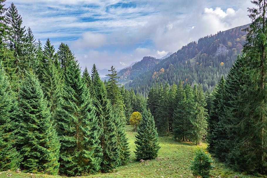 landscape, forest, trees, mountains, bavaria, plant, growth HD wallpaper