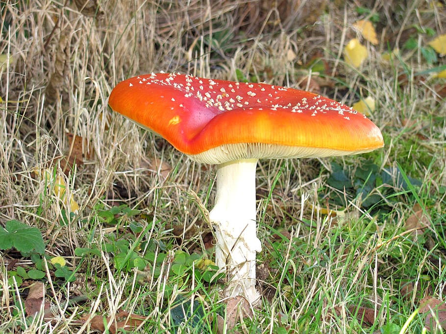 mushroom, fly agaric, toxic, toadstool, spotted, nature, fungus HD wallpaper