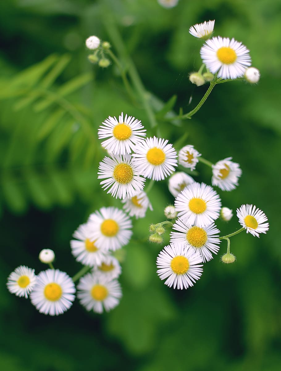 china, wuhan, flowering plant, freshness, fragility, vulnerability HD wallpaper