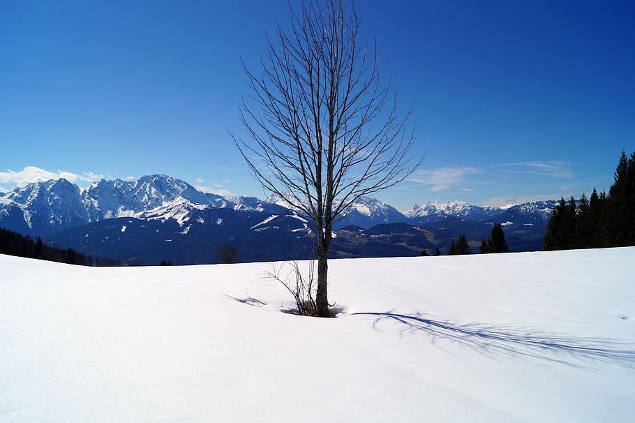 lonely, tree, loneliness, landscape, nature, snow, winter, cold HD wallpaper