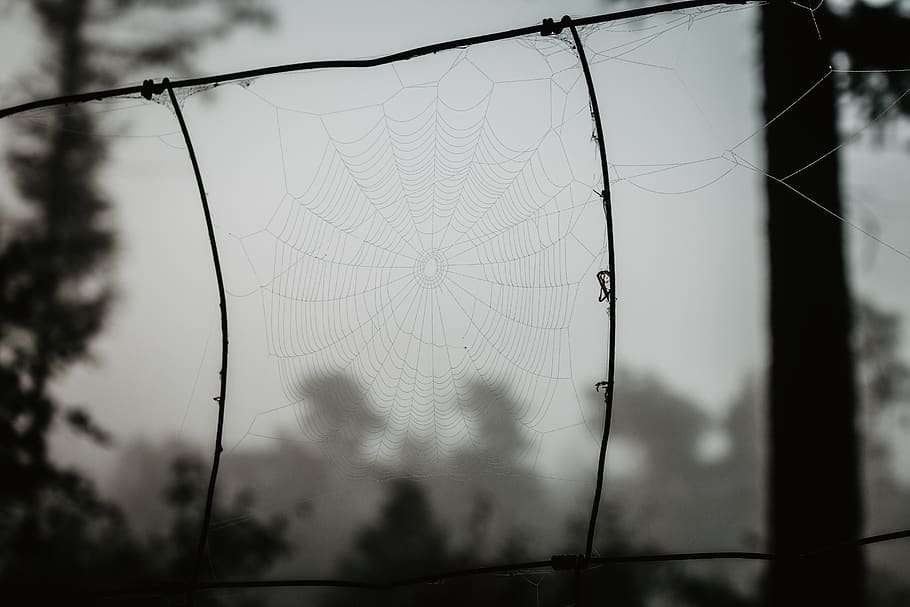 spider, web, nature, forest, dark, morning, focus on foreground HD wallpaper