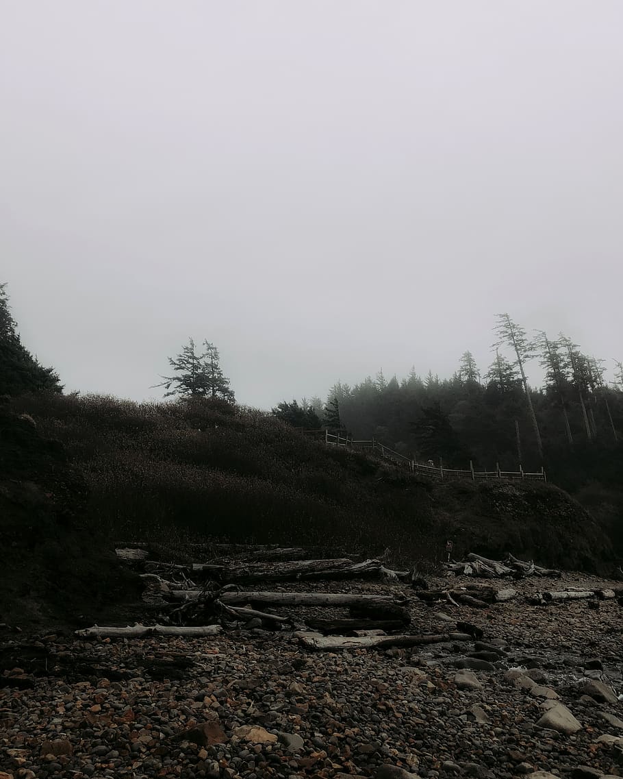 green trees under grey sky, land, plant, tranquility, no people HD wallpaper