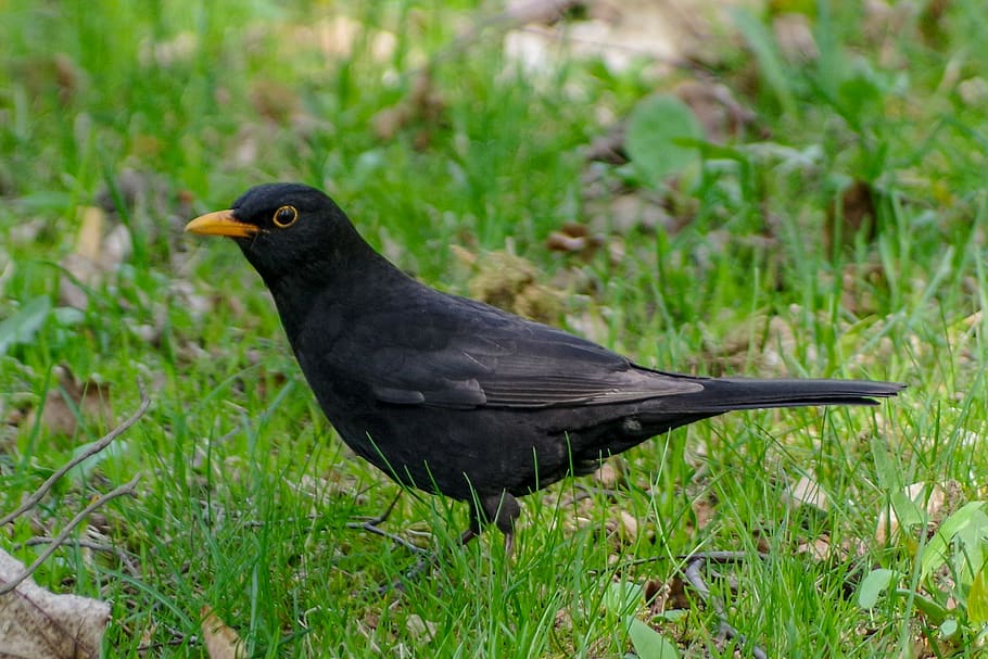 blackbird, grass, animals, animal themes, one animal, vertebrate HD wallpaper