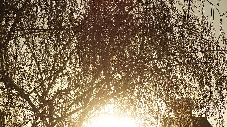sweden, stockholm, tree, plant, low angle view, nature, sky HD wallpaper