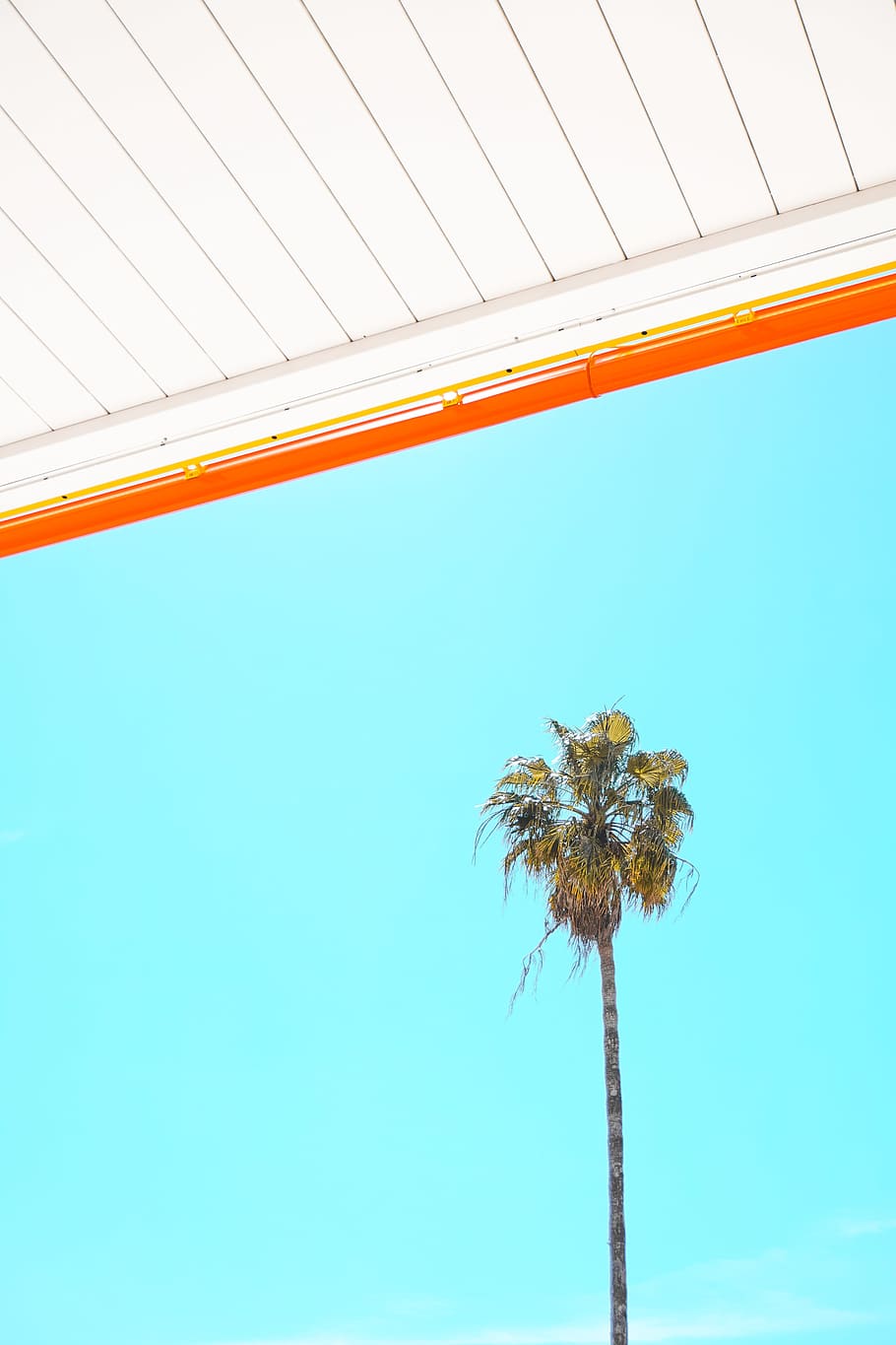green palm tree, sky, low angle view, clear sky, nature, plant HD wallpaper