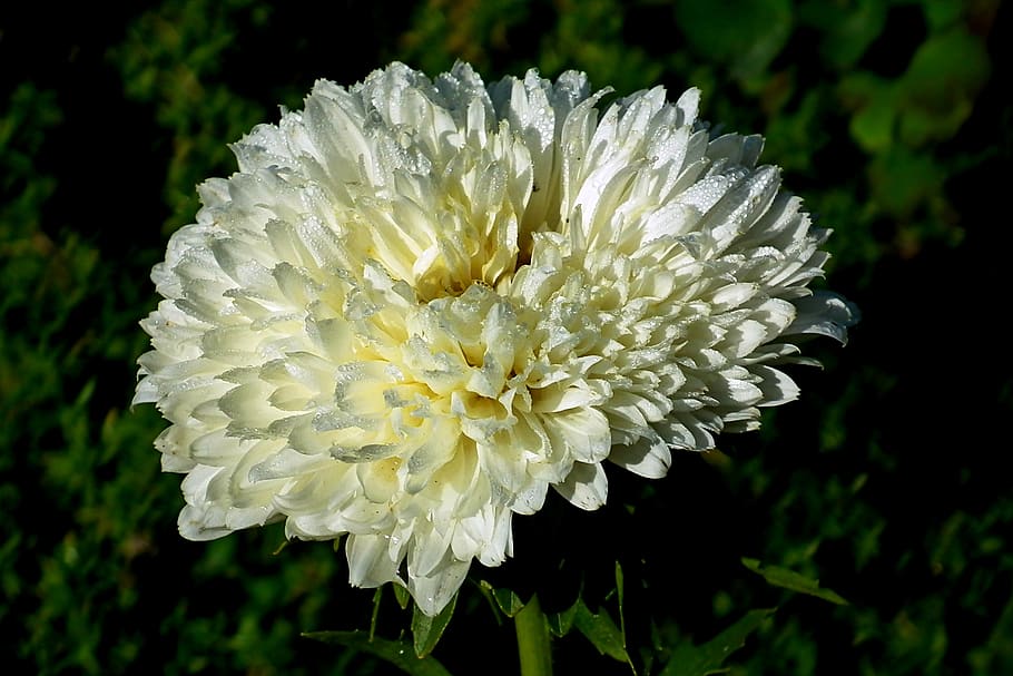 aster, flower, garden, macro, summer, nature, the petals, blooming HD wallpaper