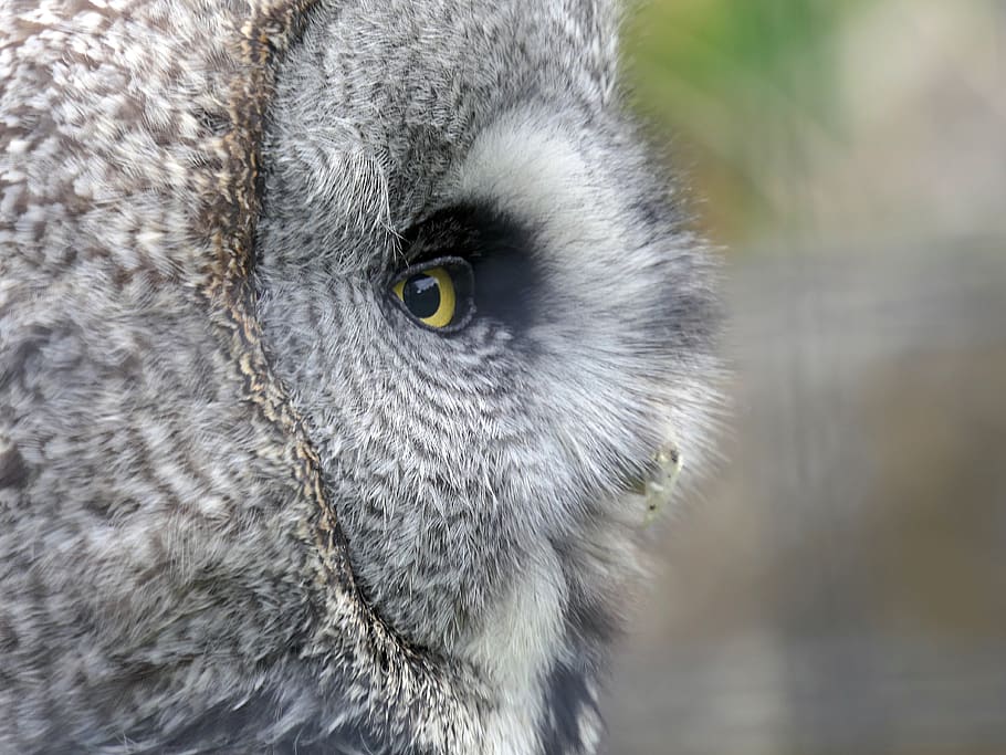 owl, eye, close up, grey, portrait, bird, feathers, animal HD wallpaper