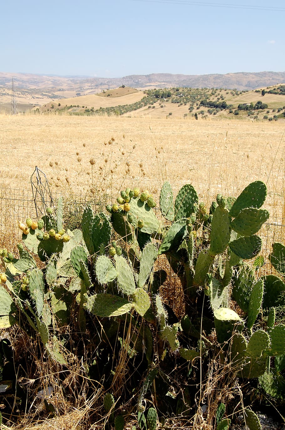 sicily, plant, landscape, environment, growth, beauty in nature HD wallpaper