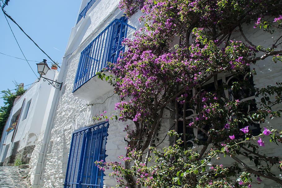 relax, mediterranean, cadaqués, plant, flower, flowering plant HD wallpaper