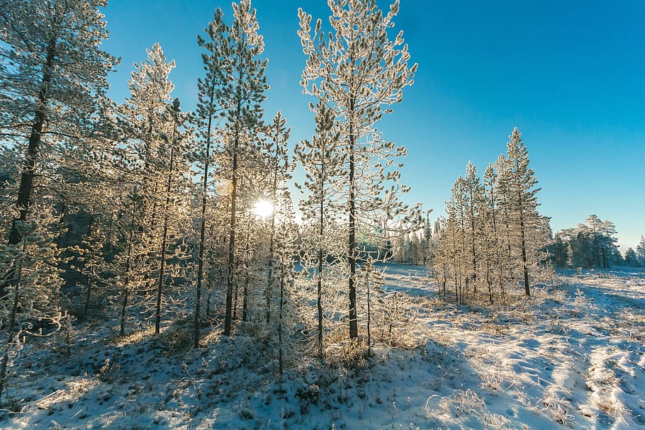 Snow Covered Trees and Mountain Slope, cold, daylight, daytime HD wallpaper