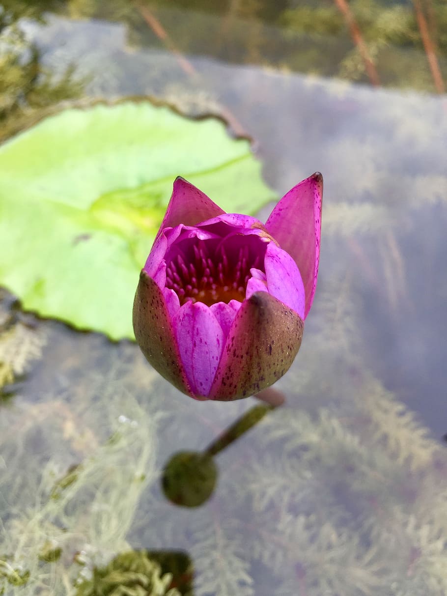 sri lanka, flower, flowering plant, vulnerability, beauty in nature HD wallpaper