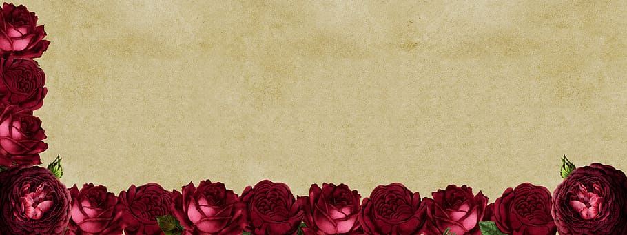 roses, frame, background image, flowers, red, red roses, shabby, HD wallpaper