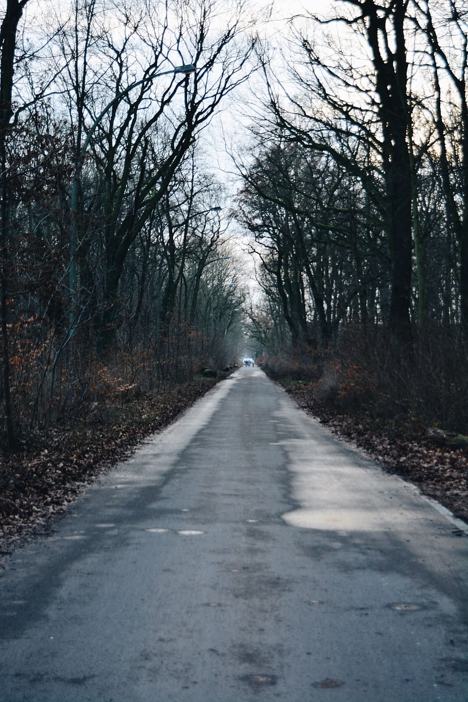 berlin, germany, winter, cold, florest, road, street, trees HD wallpaper