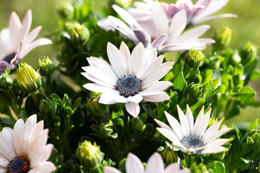 cape daisies, flowers, white, spring, bloom, spring flowers