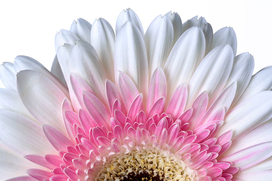 gerbera, daisy, petals, macro, white, pink, flower, flowering plant HD wallpaper