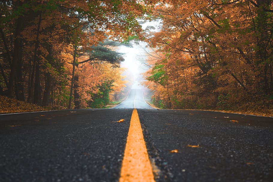 road, path, leaves, fall, trees, plant, nature, autumn, fog HD wallpaper