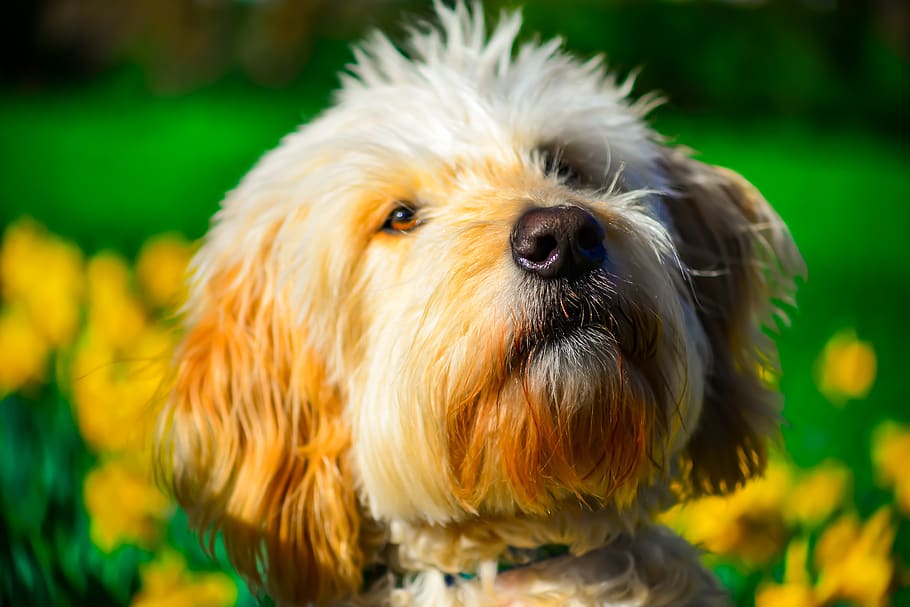 HD wallpaper: golden doodle, portrait, spring, outdoor, dog, one animal, domestic | Wallpaper Flare