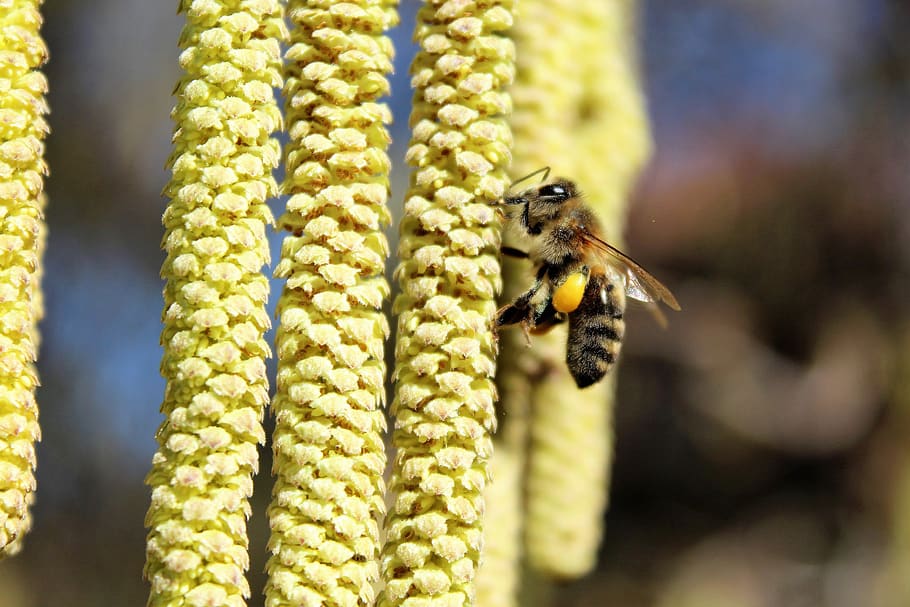 bee, flowering hazel, macro, flying, nectar, animal themes HD wallpaper