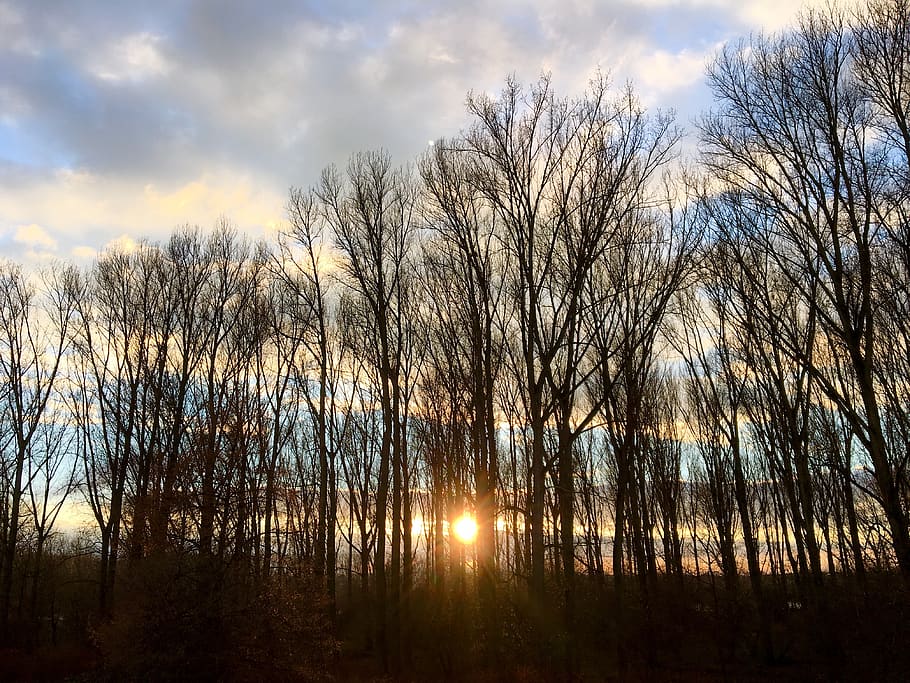 winter sun, trees, poplars, landscape, mood, backlighting, sky HD wallpaper