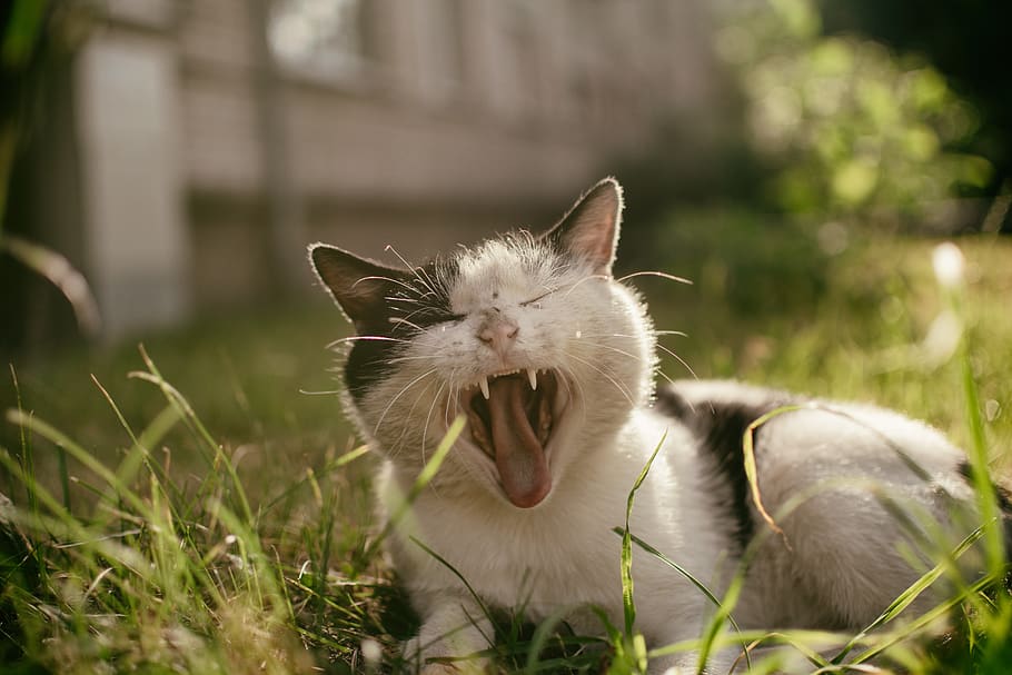 yawning cat on green grass, animal themes, mammal, one animal HD wallpaper