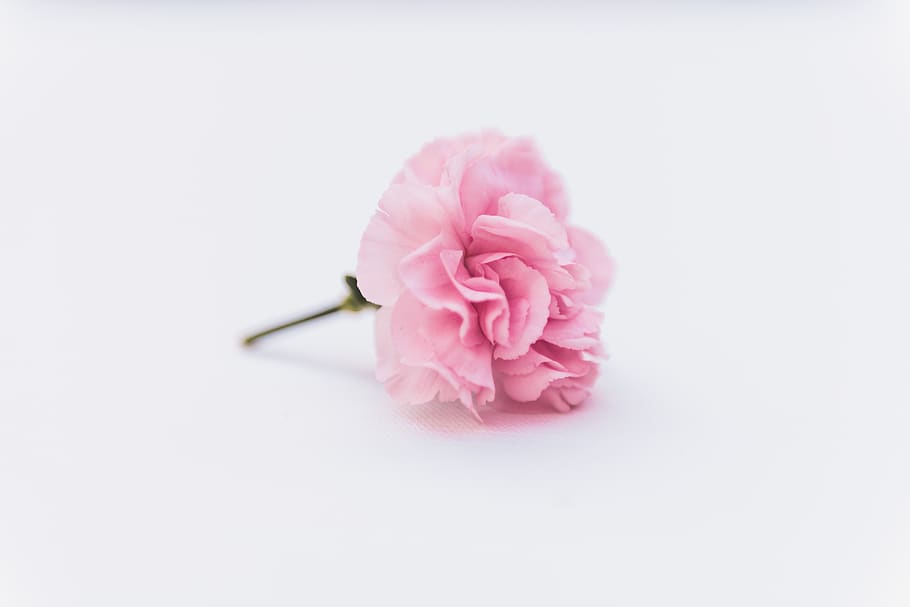 pink petaled flower, pink color, flowering plant, beauty in nature HD wallpaper