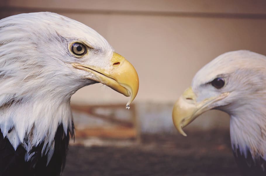eagle, reflection, powerful, motivation, empower, bird, beak HD wallpaper
