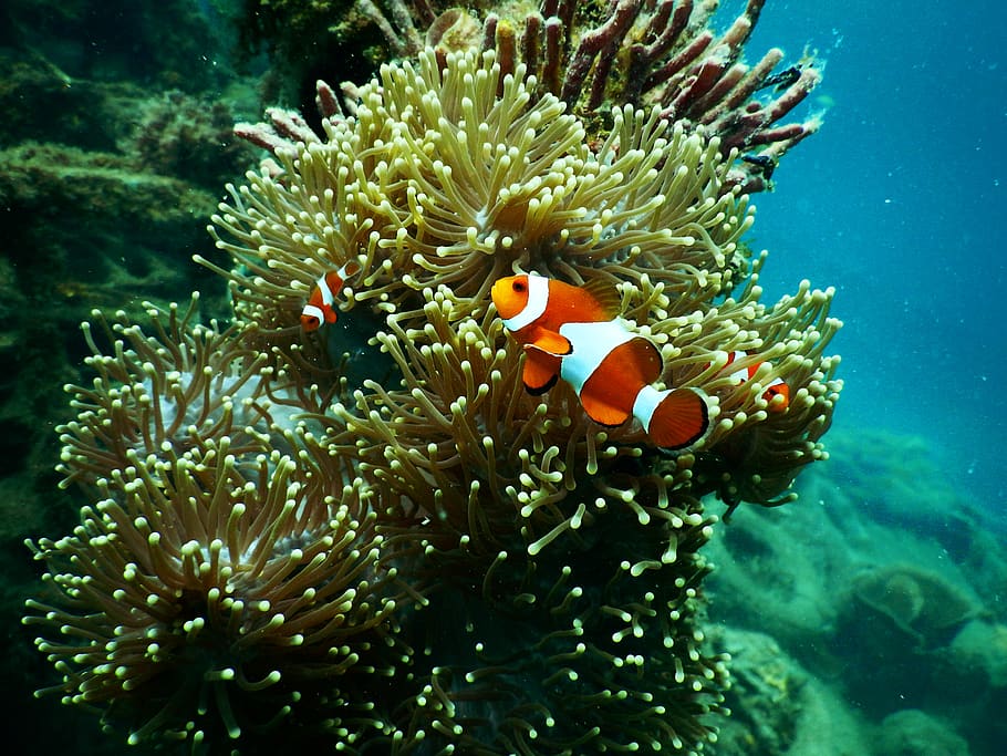 Red and White Clownfish in Coral Reef