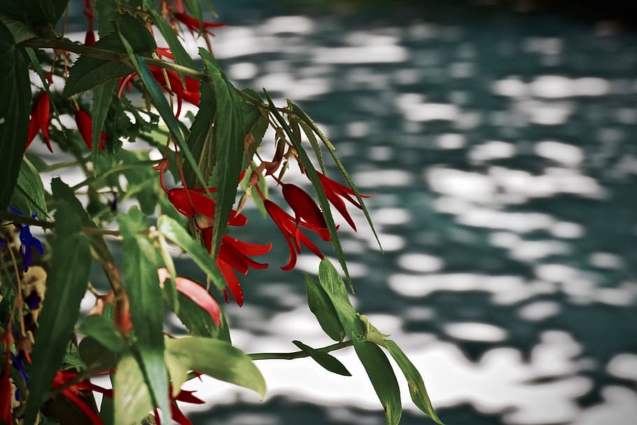 flowers, red, forest, plant, plant part, beauty in nature, growth HD wallpaper