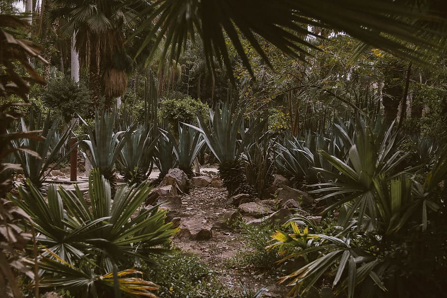 Green Leafed Plants, background, beautiful, cactuses, color, day HD wallpaper