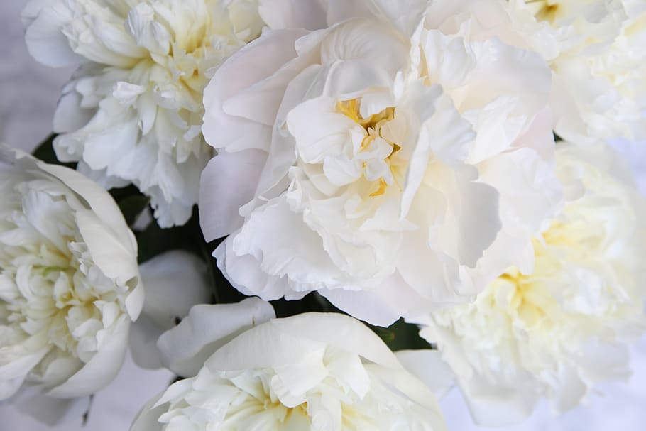 canada, vancouver, petals, white, flowers, wedding, peonies, HD wallpaper