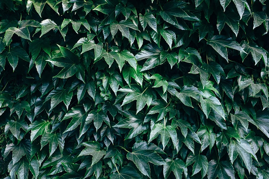 green-leafed tree during daytime, plant, belgium, vine, ivy, texture HD wallpaper