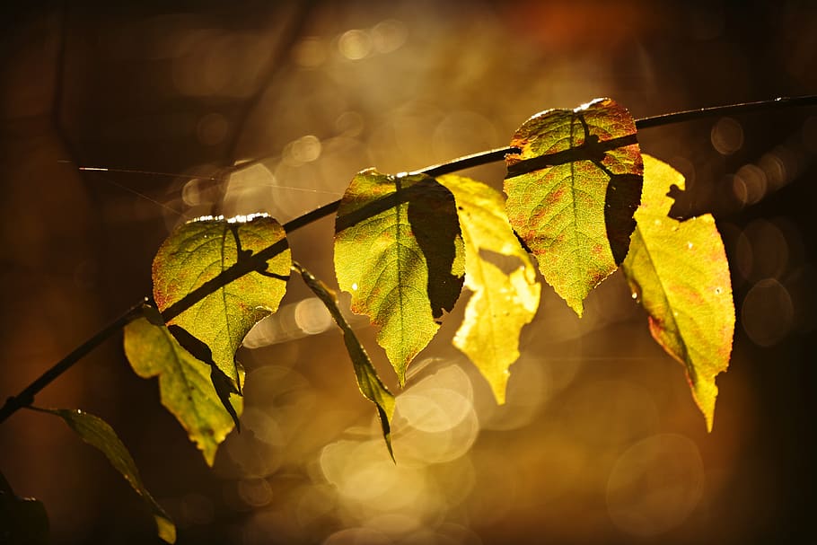 branch, twig, leaf, foliage, autumn color, back light, sunshine HD wallpaper