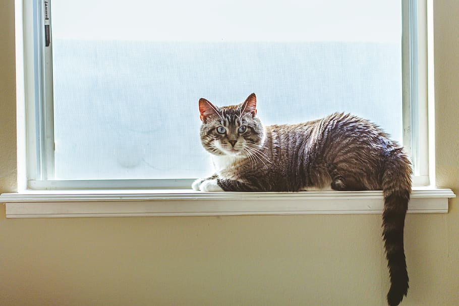 gray cat on window, animal, pet, mammal, kitten, feline, abyssinian HD wallpaper