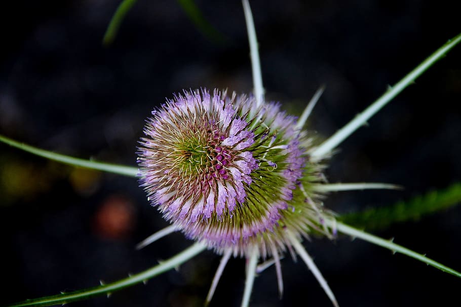 wild teasel, dipsacus, prickly, dipsacaceae, thistle, close up HD wallpaper