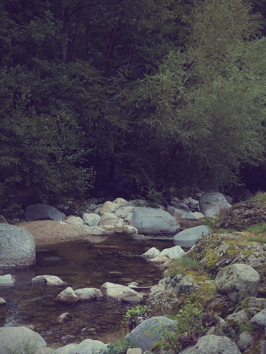 river, trees, forest, rocks, nature, hiking, landscape, solid HD wallpaper