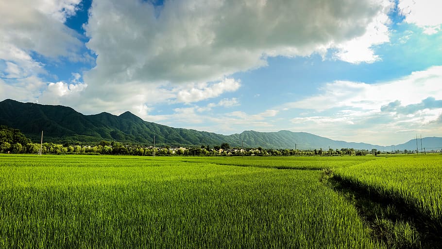 china, anhui, cloud - sky, tranquil scene, agriculture, plant HD wallpaper