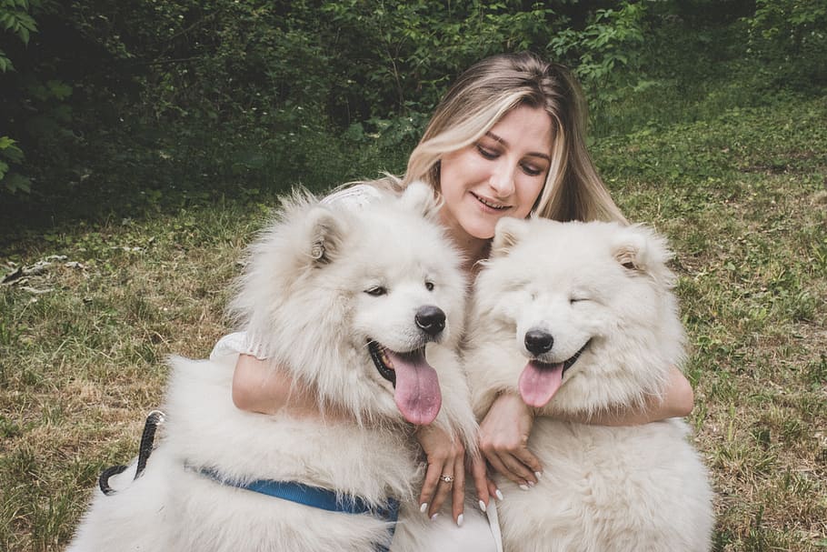 Samoyed hug best sale