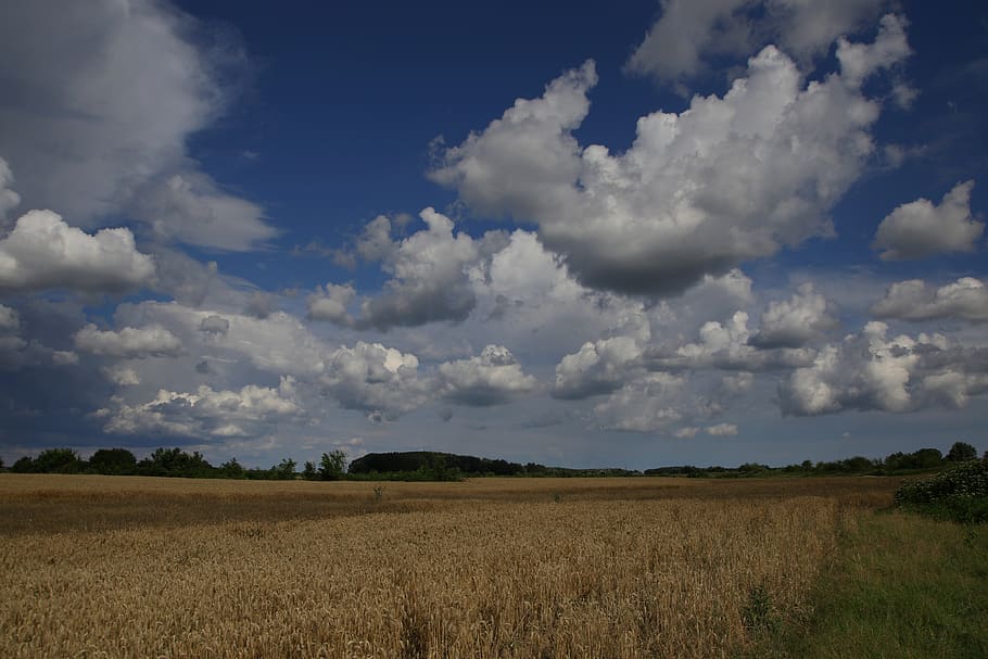 grau, lan, grain, sky, cloud, harvest, agriculture, landscape HD wallpaper