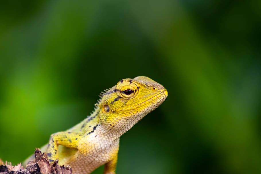 chameleon, background, isolated, green, animal, nature, white HD wallpaper